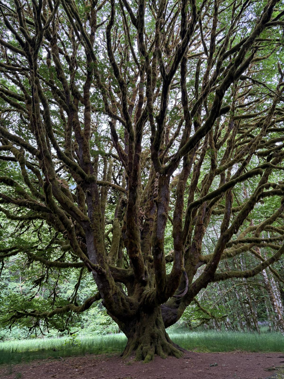 Jungle Tree Rosh A Walk in the Jungle – Forest Whispers